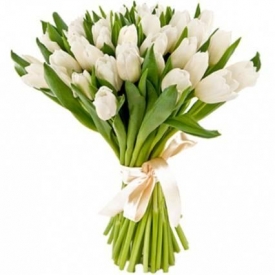 Baltos tulpės 