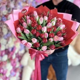 Tulpės raudona - rožinė  