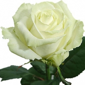 Baltos rožės (60-70 cm)