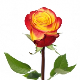 Dvispalvės rožės 60-70cm