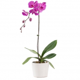 Orchidėja vazonėlyje - violetinė