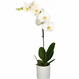 Balta orchidėja vazonėlyje 