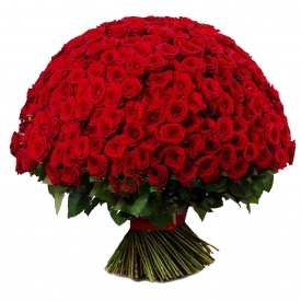 301 raudona rožė