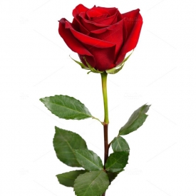 Raudonos rožės (60-70 cm)