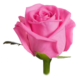 Rožinės rožės (60-70 cm)