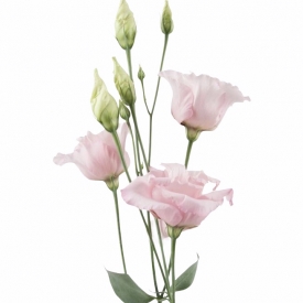 Eustomos - rožinės